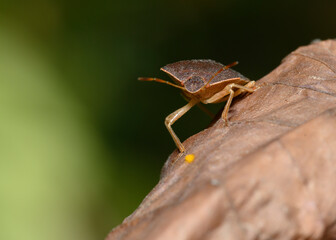 A close-up view of a forest bug on a brown shrub leaf in the forest in autumn