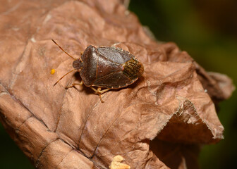 A close-up view of a forest bug on a brown shrub leaf in the forest in autumn