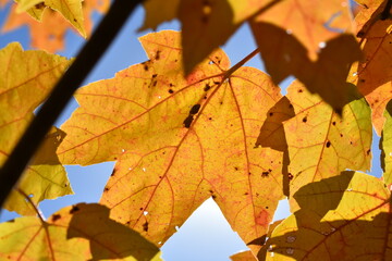Bright autumn maple leaves