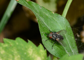 Close-up view of a fly on a shrub leaf