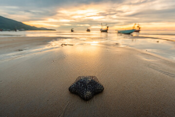 starfish at naiyang beach