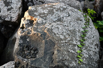 vine crawling over shiny rock