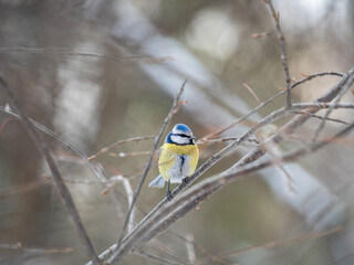 Cute bird, Eurasian blue tit, songbird sitting on a branch without leaves in the autumn or winter