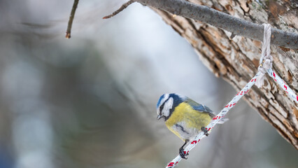 Cute bird, Eurasian blue tit, songbird sitting on a branch without leaves in the autumn or winter