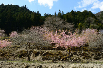 Spring view of the Japanese countryside