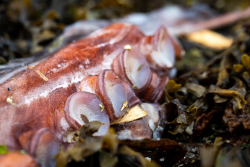 Octopus tentacle on beach