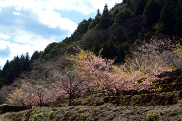 Spring view of the Japanese countryside
