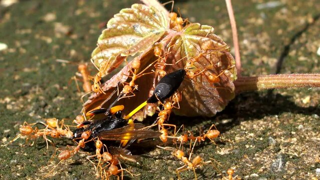 Group of ant are biting dead wasp  , out door Chiangmai Thailand