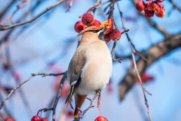 Bohemian waxwing, a beautiful tufted bird, Latin name Bombycilla garrulus, sitting on a wild apple tree and eats red wild apples in winter or early spring day.