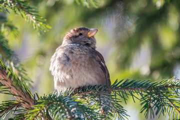 Sparrow sits on a fir branch in the sunset light.