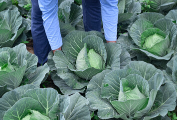 Harvesting of fresh green cabbage