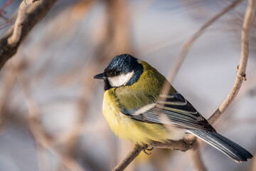 Cute bird Great tit, songbird sitting on a branch without leaves in the autumn or winter.