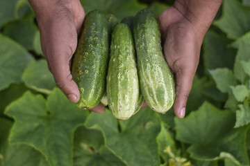 Growing organic food products, Cucumber harvest