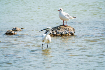 The small white heron or Little egret stands in the lake