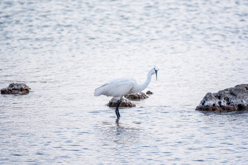 The small white heron or Little egret stands in the lake