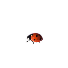 Red ladybug isolated cutout on transparent - obrazy, fototapety, plakaty
