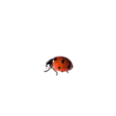 Fotobehang Red ladybug isolated cutout on transparent © Julia