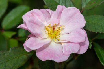 Obraz premium Flower