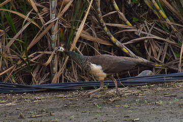 night heron