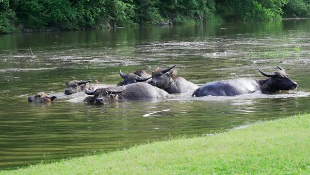 asian buffallo in river