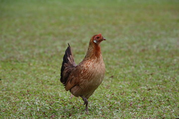 Red Junglefowl