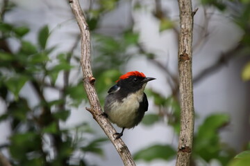Scarlet backed Flowerpecker