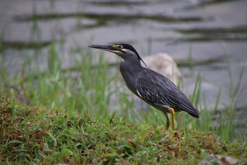 Striated Heron by the bay