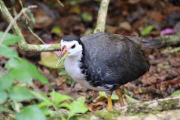 White breasted Waterhen