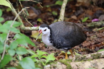 White breasted Waterhen