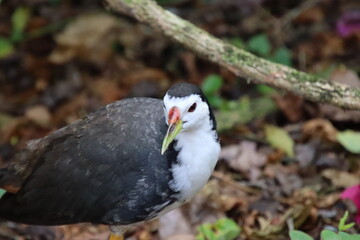 White breasted Waterhen