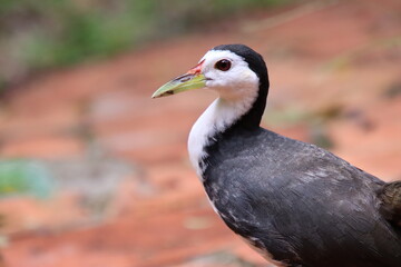 White breasted Waterhen