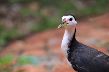 White breasted Waterhen