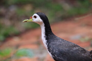 White breasted Waterhen