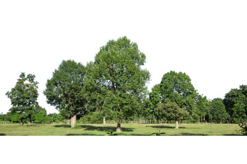 Group of tree isolated on white  background , Suitable for use in architectural design.