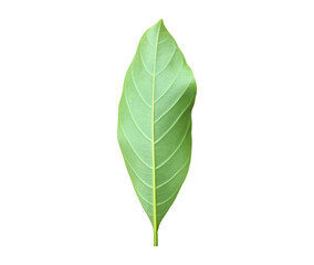 Obraz premium Isolated back surface of green jackfruit leaf with clipping paths.