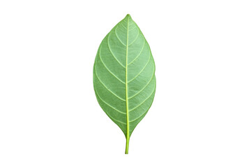Isolated back surface of green jackfruit leaf with clipping paths.