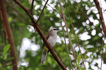 Yellow vented Bulbul