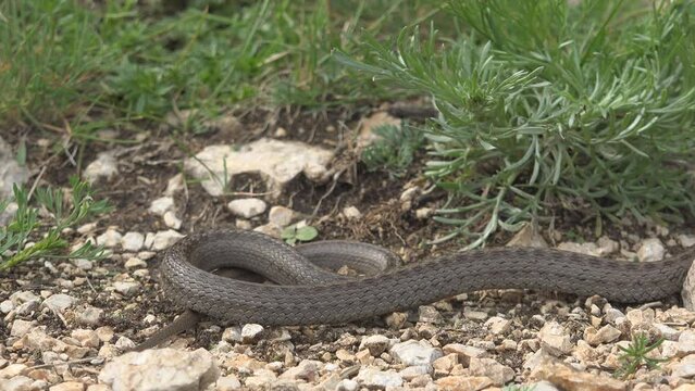 Smooth snake (Coronella austriaca) crawling away on danger approach