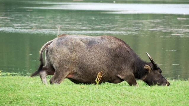asian buffallo in river