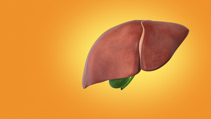 The medical structure of the liver 3D illustration