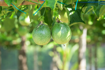 Fresh passion fruit and passionflower on tree