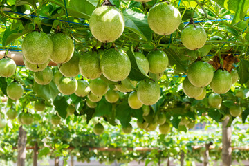Fresh passion fruit and passionflower on tree
