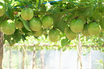 Fresh passion fruit and passionflower on tree