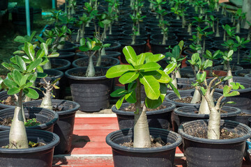  plant adenium arabicum flower on a pot. used for bonsai. selective focus