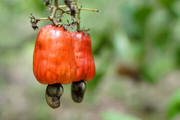 Red cashew fruits in garden. Fresh and organic. Concept. Export agricultural production crops in Thailand and Asian countries. Summer fruit. Ready to be harvested.         