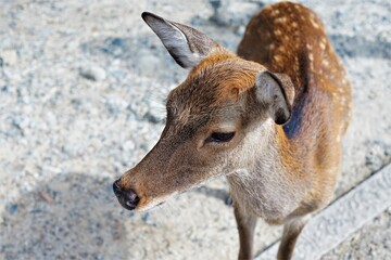 奈良公園 国の名勝 奈良県立都市公園 日本を代表する観光地の一つ 鹿 奈良観光地 県立都市公園としての奈良公園は、猿沢池、荒池、春日野などの平坦地のみならず、若草山、花山、芳山（ほやま）などの山間部も含まれ、総面積は502.38ヘクタール。
