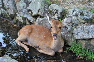 奈良公園 国の名勝 奈良県立都市公園 日本を代表する観光地の一つ 鹿...