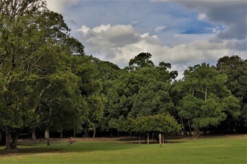 奈良公園 国の名勝 奈良県立都市公園 日本を代表する観光地の一つ 鹿...