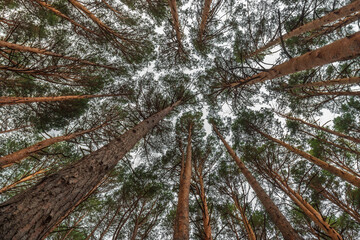 Perspective of some pine trees from below. Nadir plane
