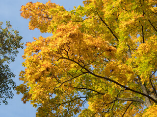maple branches with bright foliage